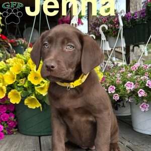 Jenna, Chocolate Labrador Retriever Puppy